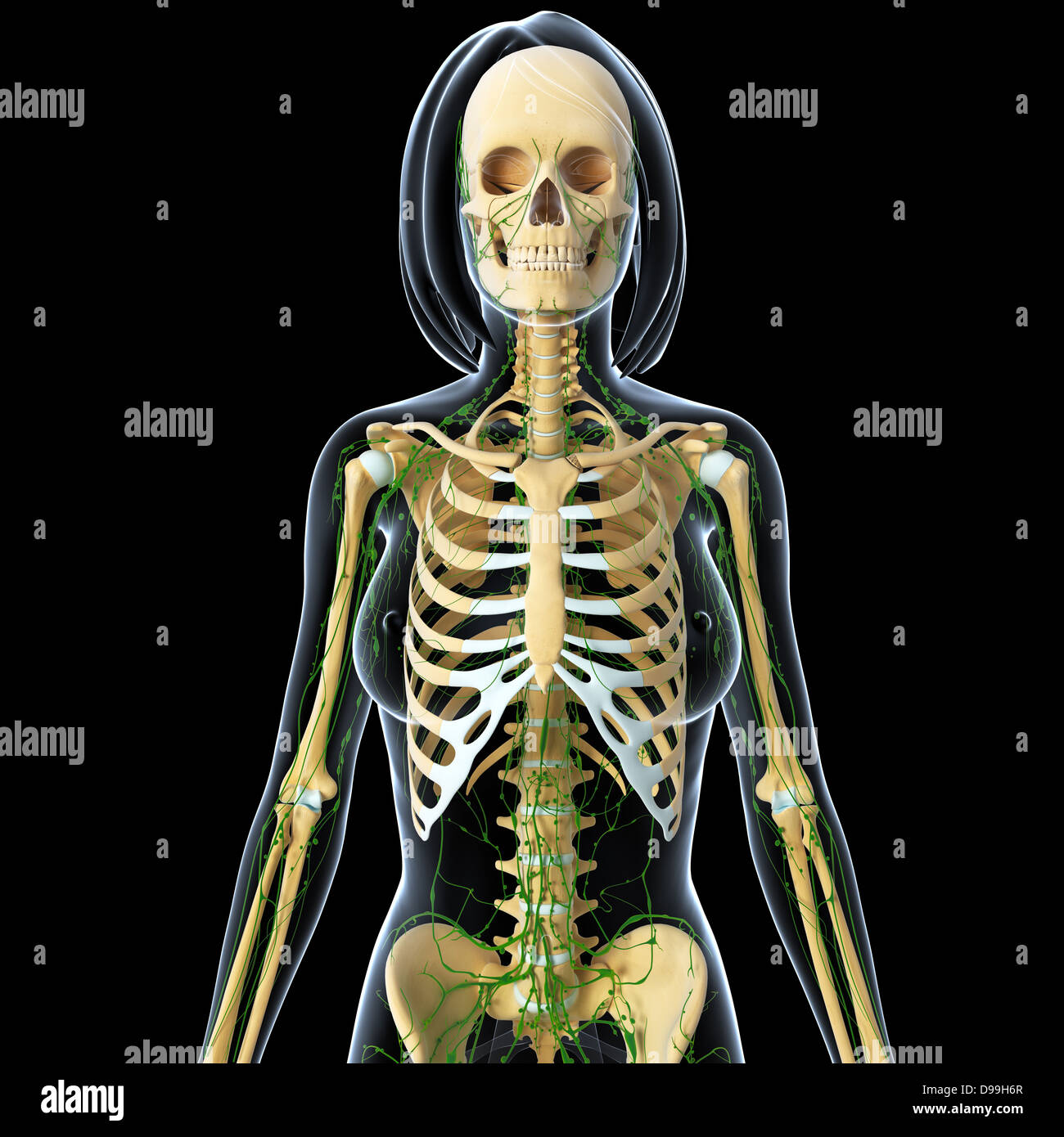 Système Lymphatique De L'anatomie Du Corps Humain Photo Stock - Alamy