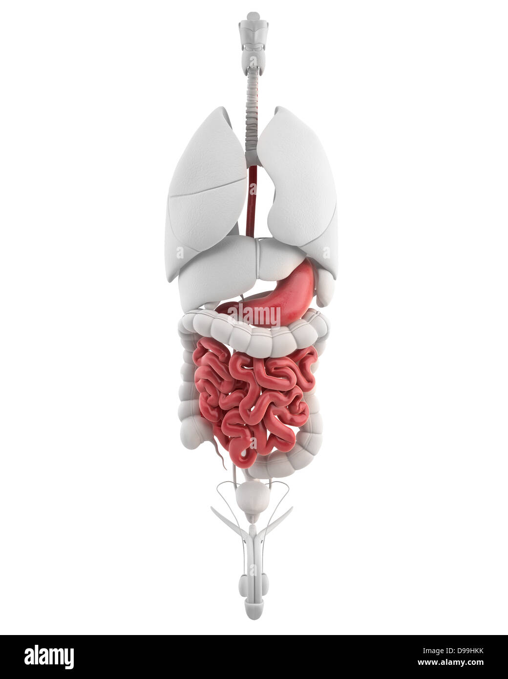 Anatomie de l'estomac de l'homme avec tous les organes internes Banque D'Images