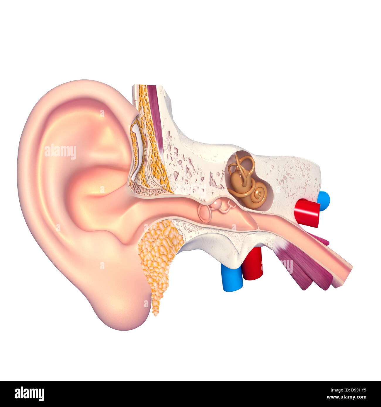 Illustration 3D de l'anatomie de l'oreille humaine Photo Stock - Alamy