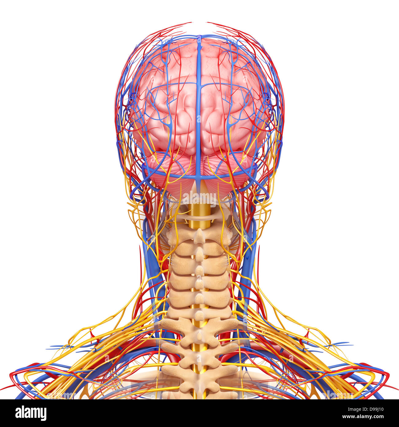 Nerveux et circulatoire système lymphatique de la tête humaine anatomie Banque D'Images