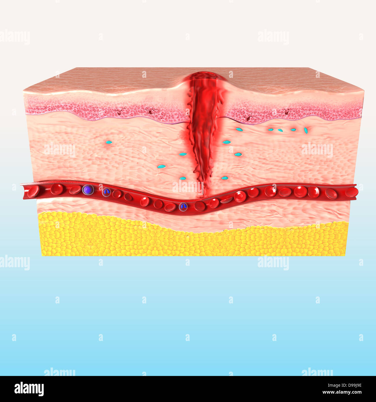 Anatomie de la réparation des tissus de la peau humaine Banque D'Images
