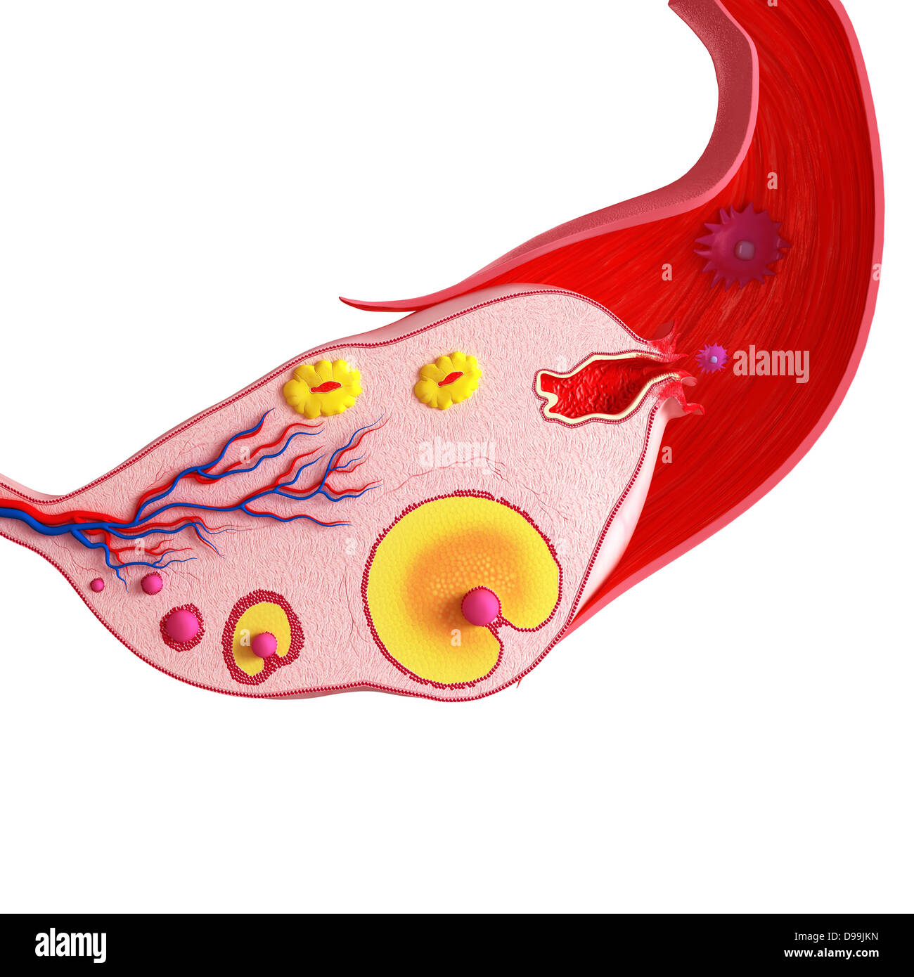 Cycle ovarien avec fond blanc Banque D'Images