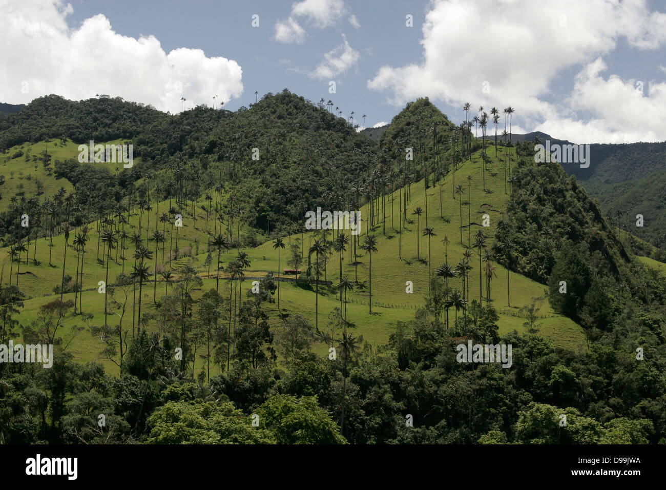 Palmas de cera (cire palms), le plus grand dans le monde palm (jusqu'à 60 m de hauteur) Valle de Cocora près de Salento, Colombie, Amérique du Sud Banque D'Images