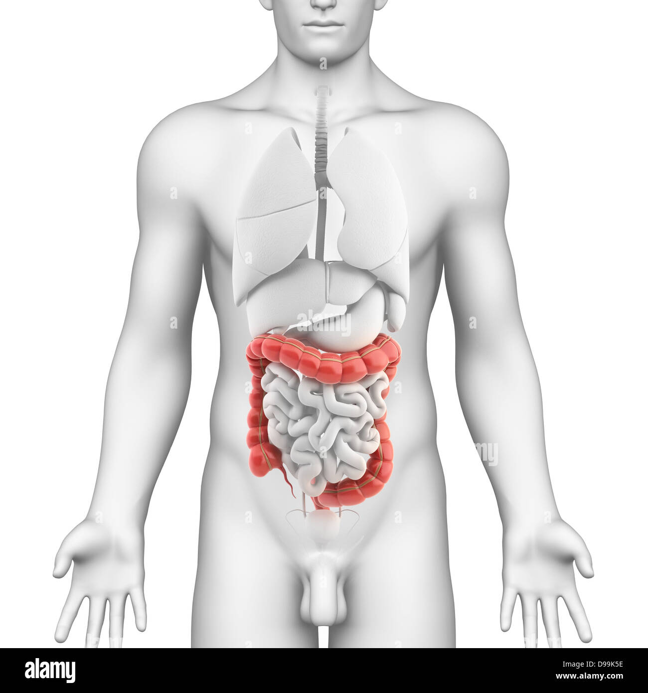 Gros intestin anatomie masculine Banque D'Images