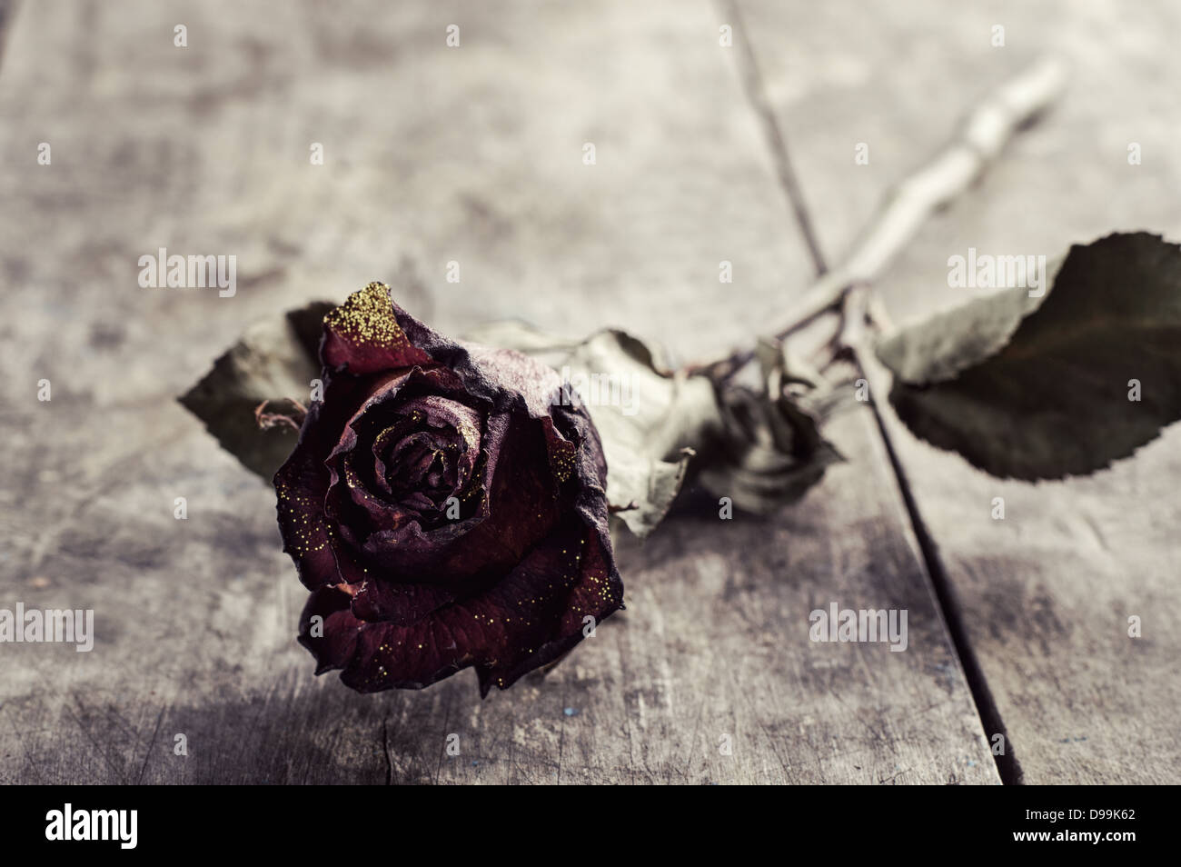 Rose séché sur la vieille table, Close up photo Banque D'Images