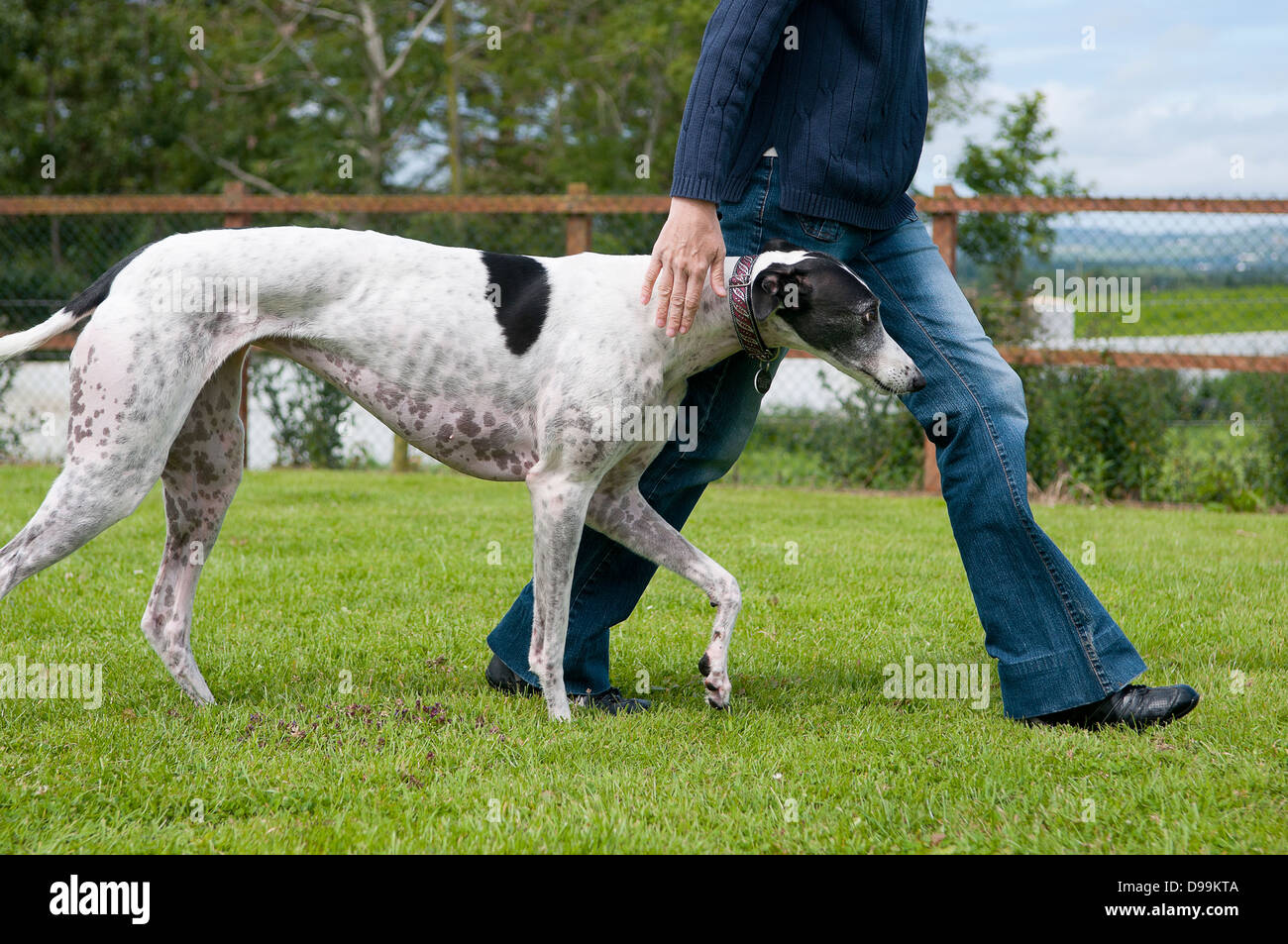 Greyhound walking à talon à côté de femme dans le jardin. Banque D'Images