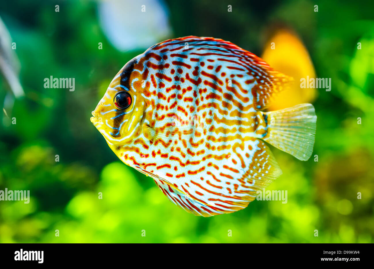 Symphysodon discus dans un aquarium sur un fond vert Banque D'Images