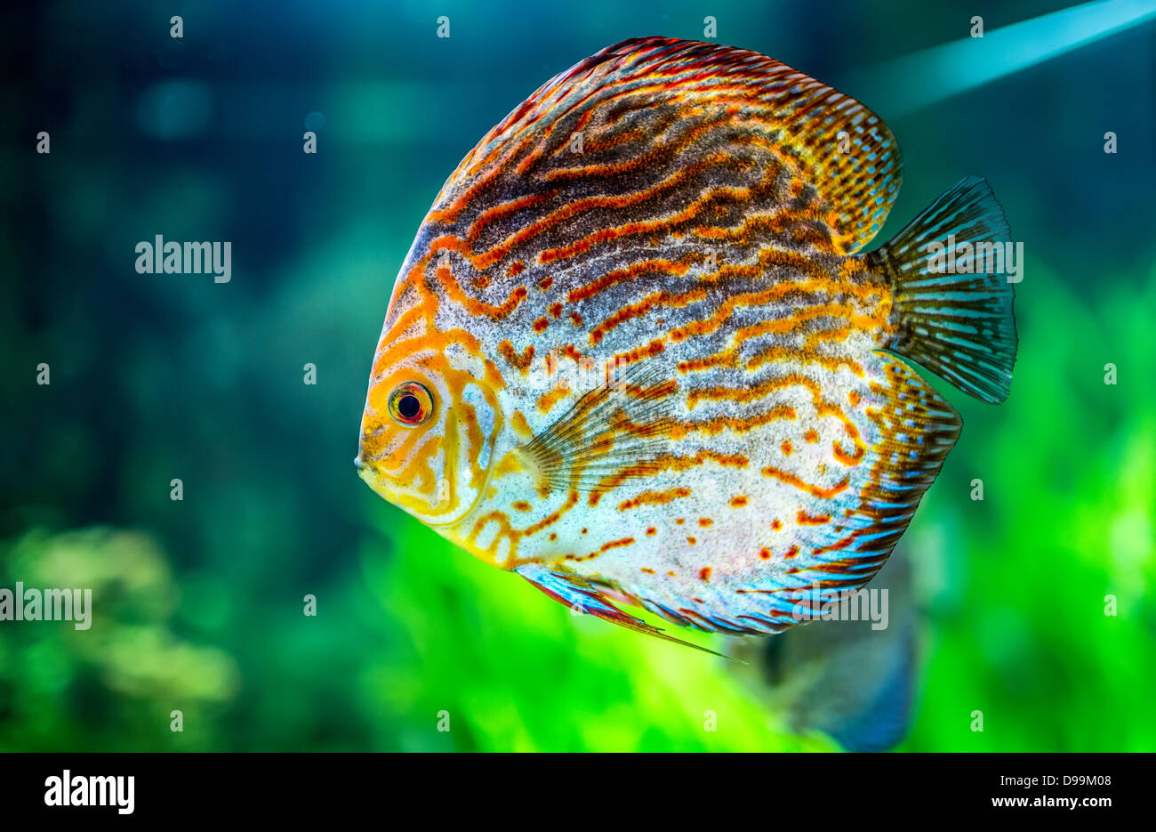 Symphysodon discus dans un aquarium sur un fond vert Banque D'Images