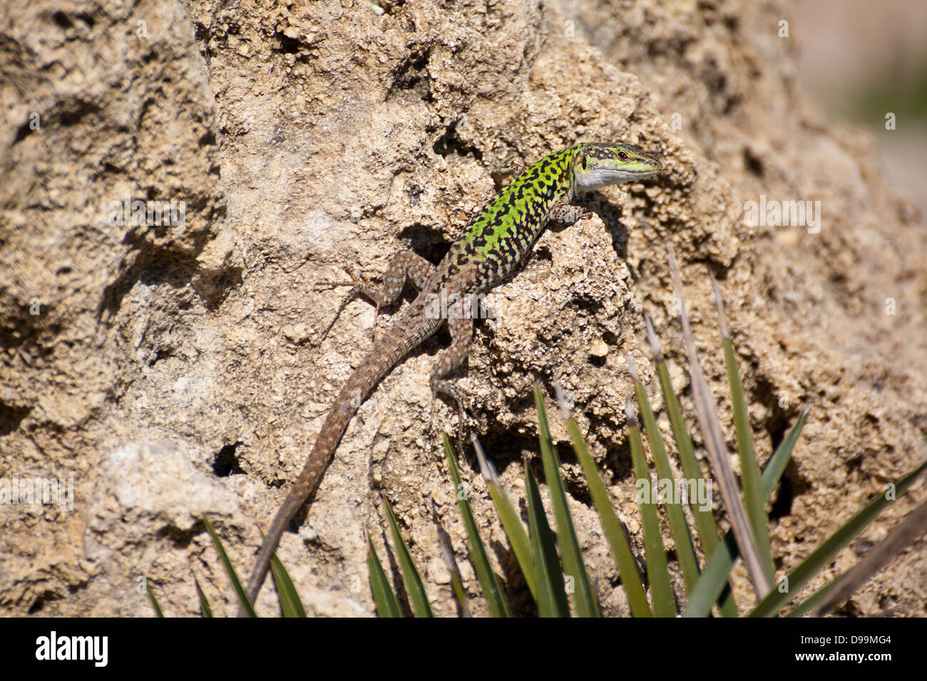 Un lézard sicilien de l'emplacement sur un rocher. Banque D'Images