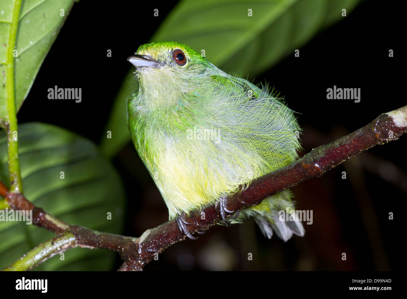Oiseau vert non identifié se percher dans la nuit dans le sous-étage de la forêt tropicale Banque D'Images