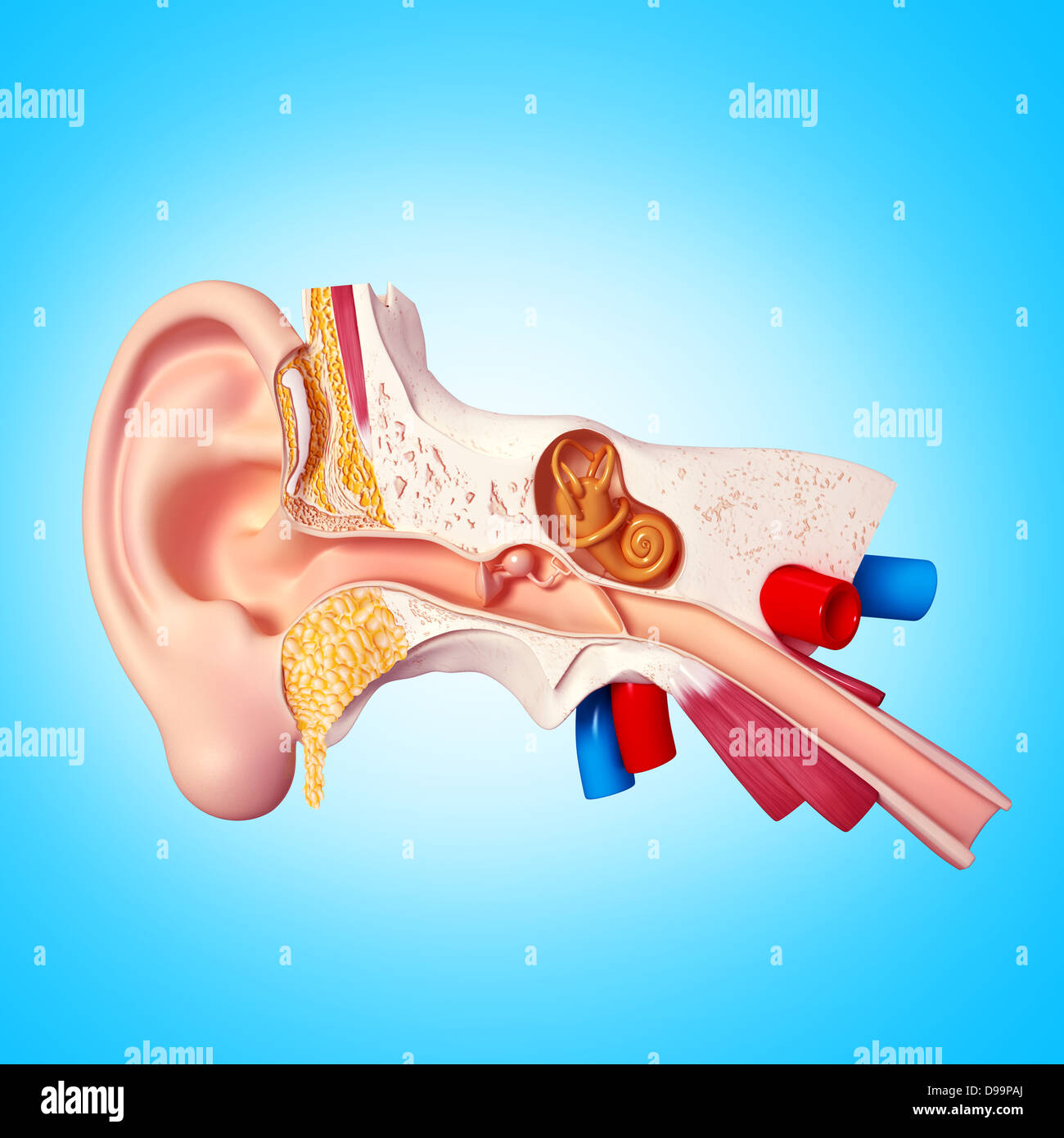 Anatomie de l'oreille humaine Banque D'Images