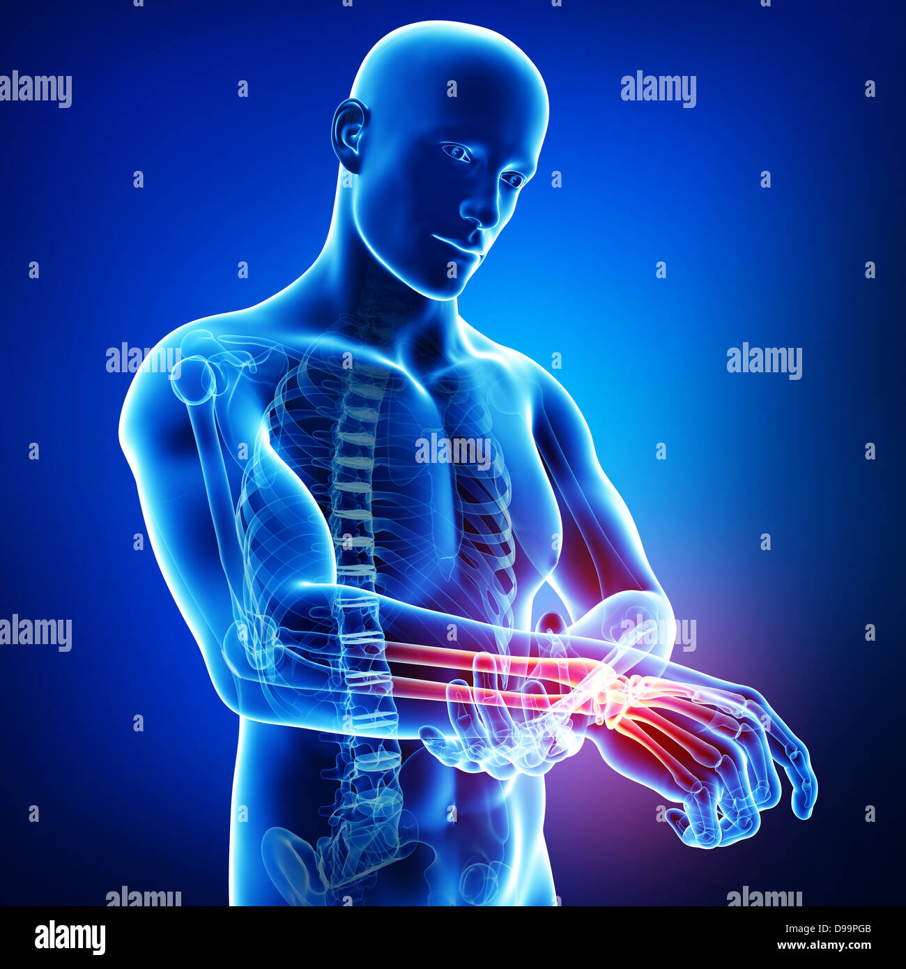 Anatomie de la main de l'homme en bleu Banque D'Images