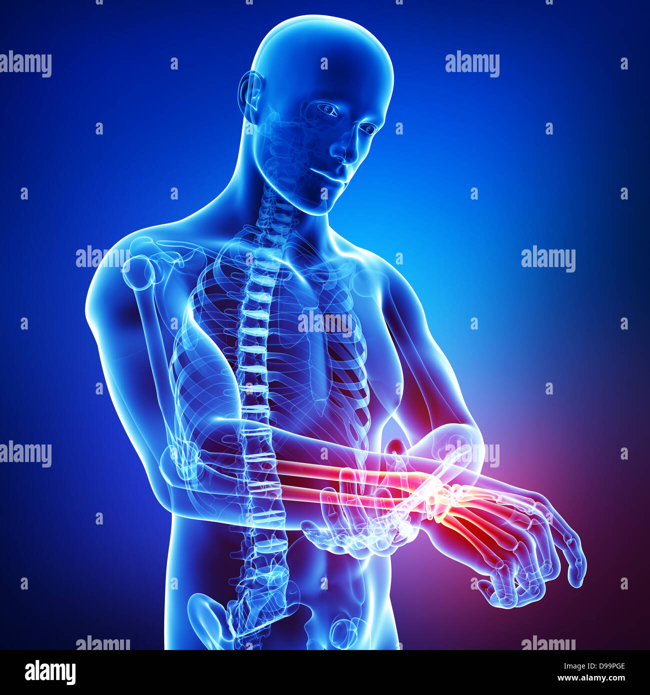 Anatomie de la main de l'homme en bleu Banque D'Images