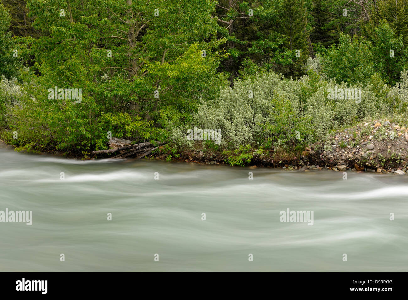 Swiftcurrent River dans le parc national des Glaciers Glacier du Montana de l'unité de nombreux USA Banque D'Images