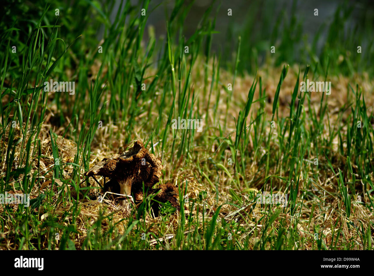 Champignons secs en forêt éclairée par de l'herbe au soleil journée ensoleillée. Banque D'Images