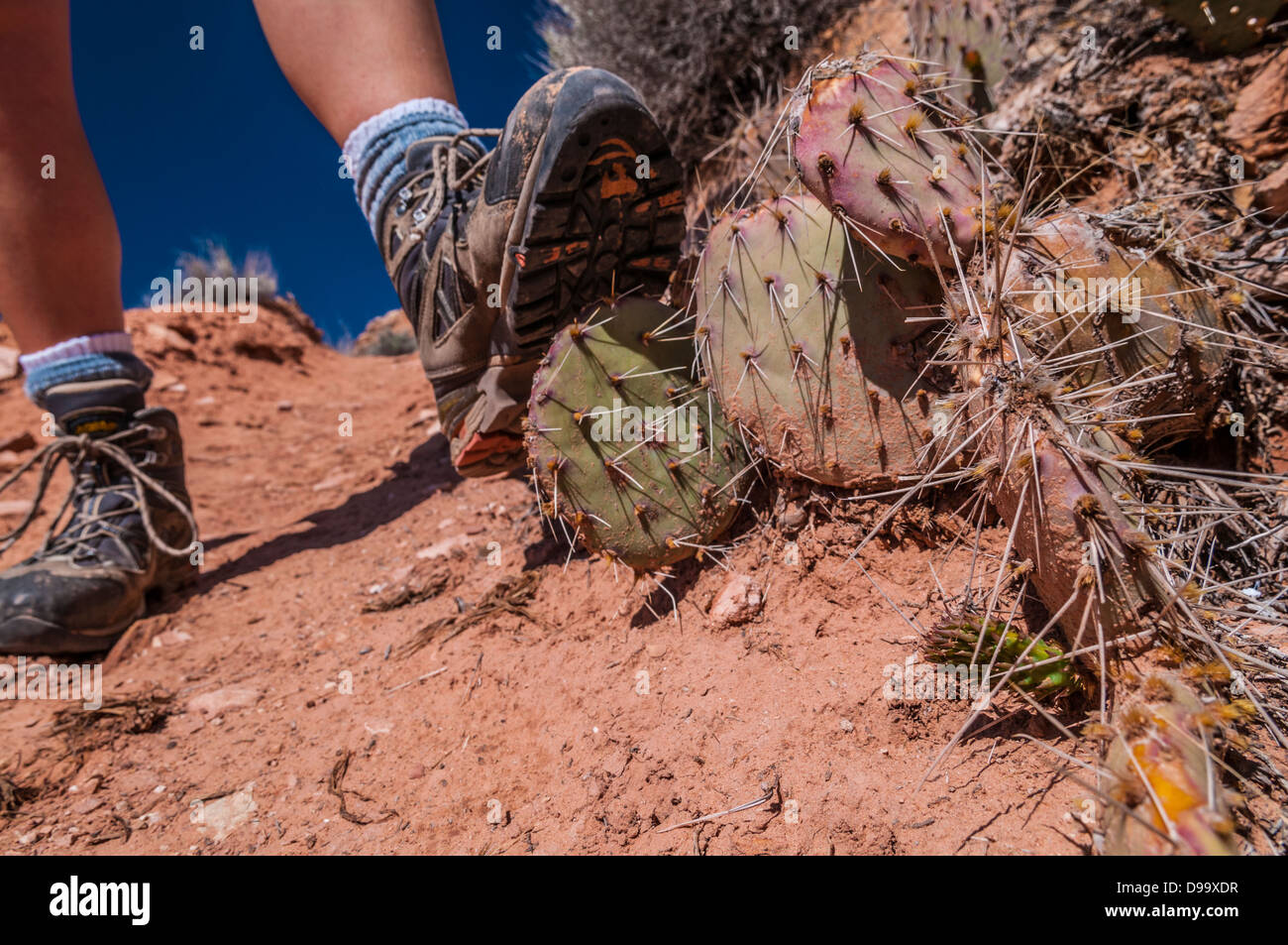 Chaussures de randonnée sur les cactus Banque D'Images