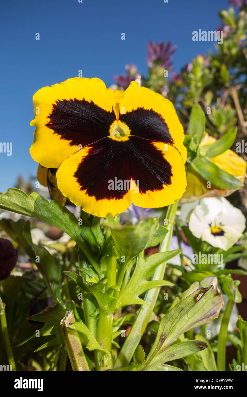 Fleurs de jardin varié éclipsé par une grande pensée jaune Banque D'Images