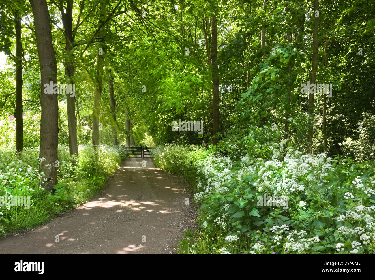 Sentier de marche en forêt avec blooming cow parsley au printemps - verticale Banque D'Images