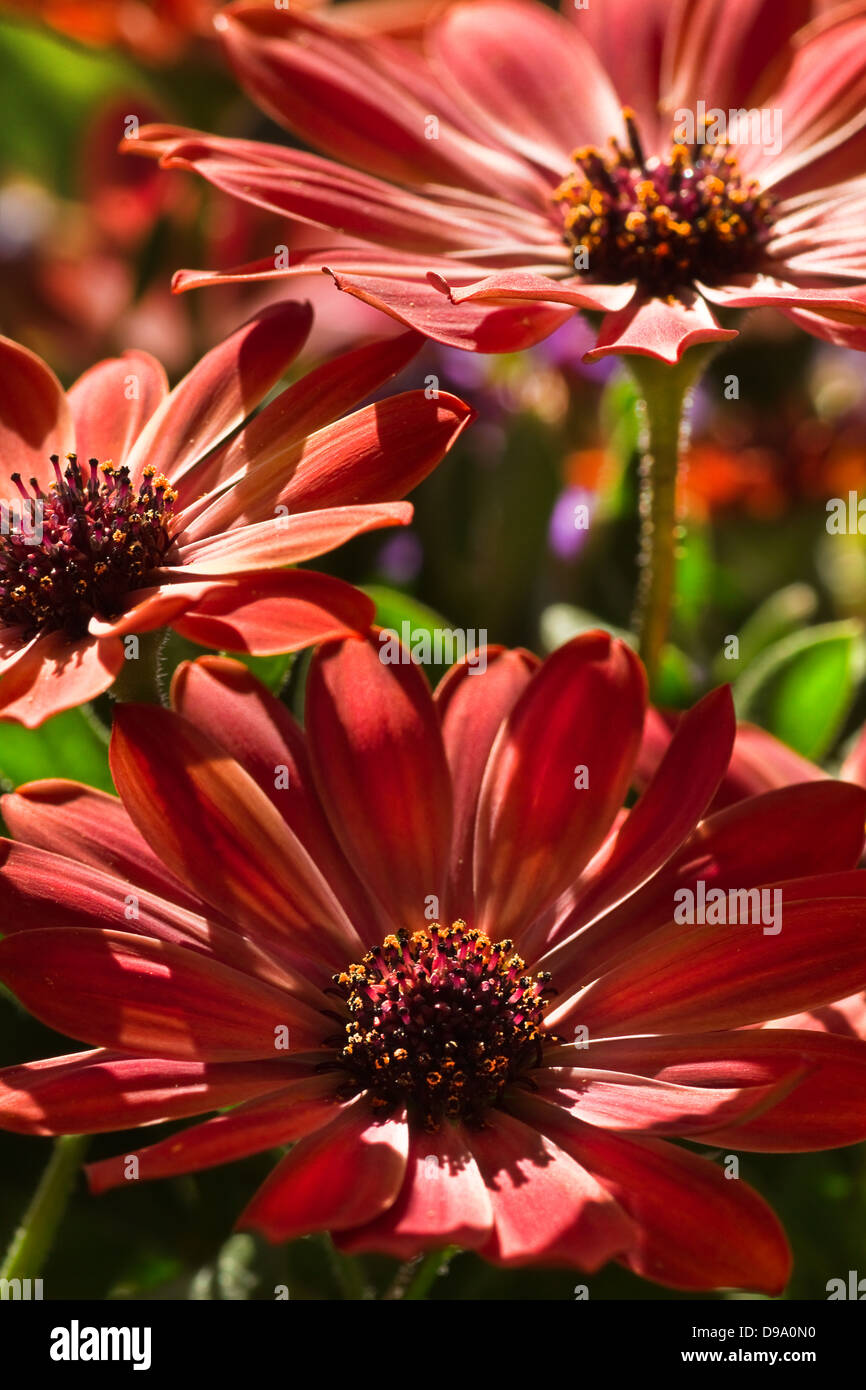 Daisy africains ou Cape marigold fleurs dans le soleil d'été Banque D'Images