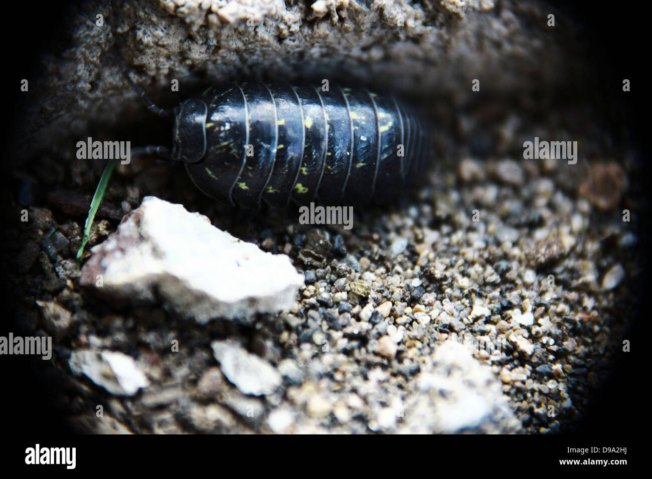 woodbug Banque D'Images