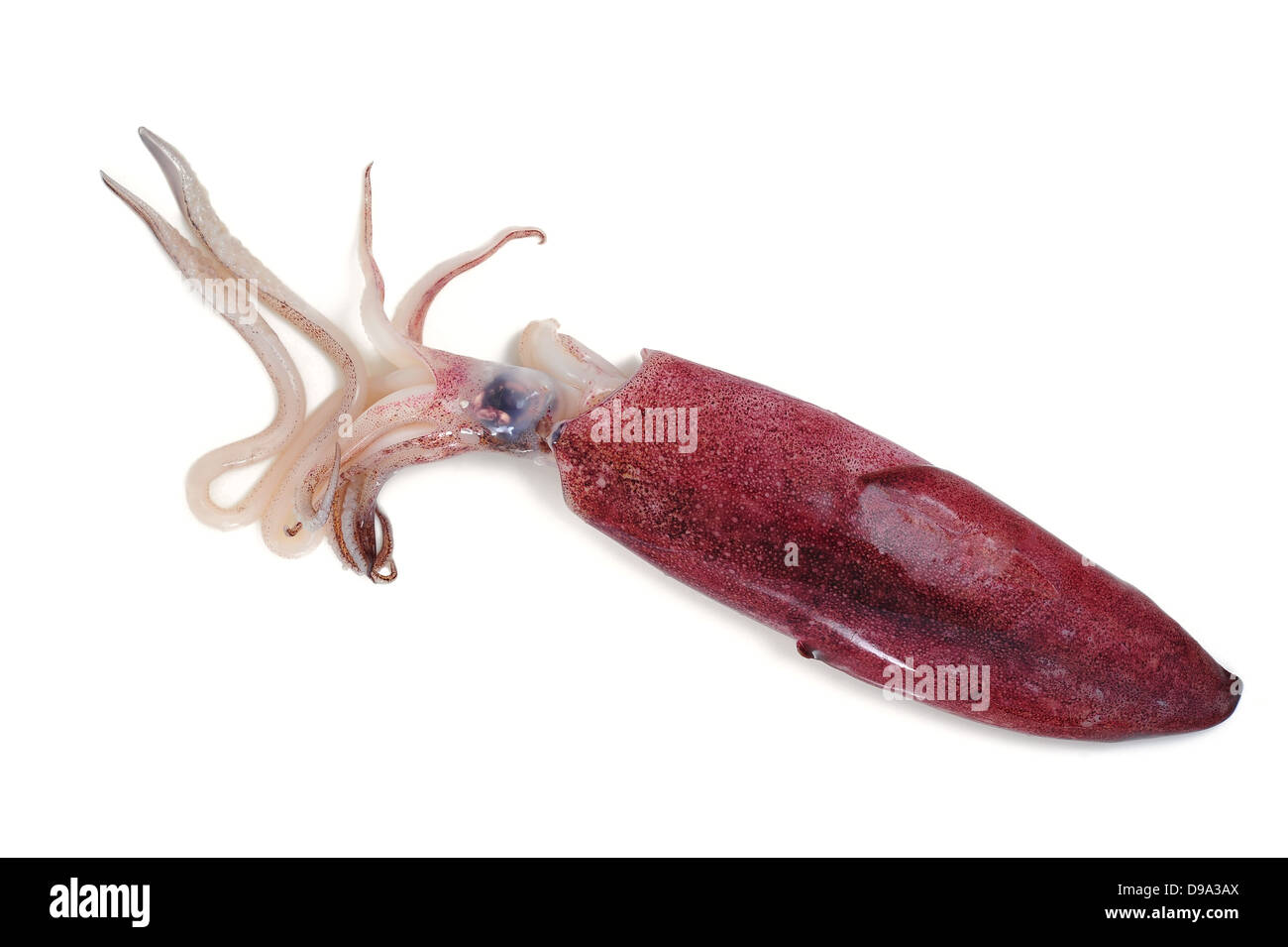 Squid isolated on white Banque D'Images