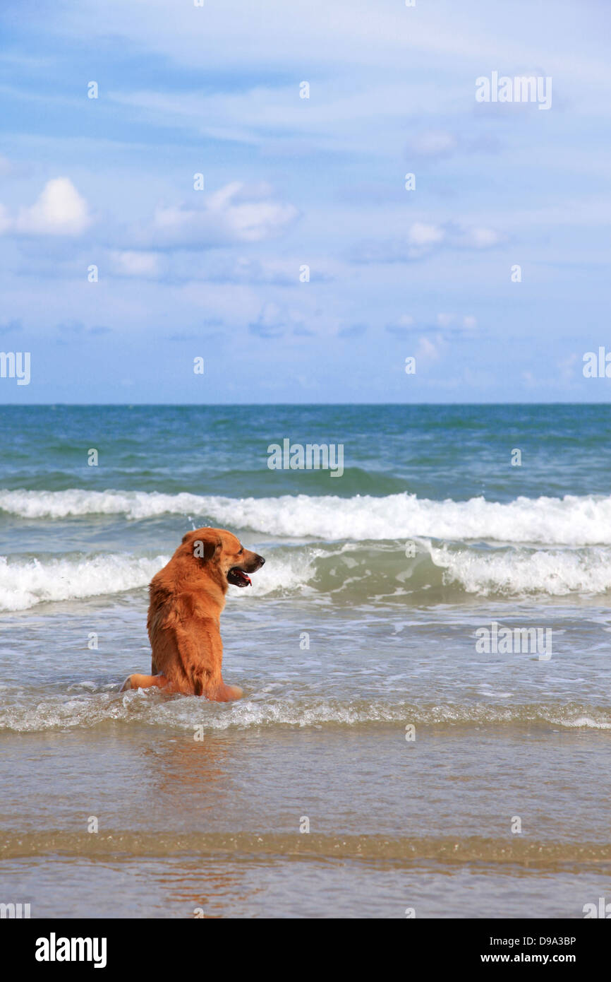 Chien sur la plage Banque D'Images