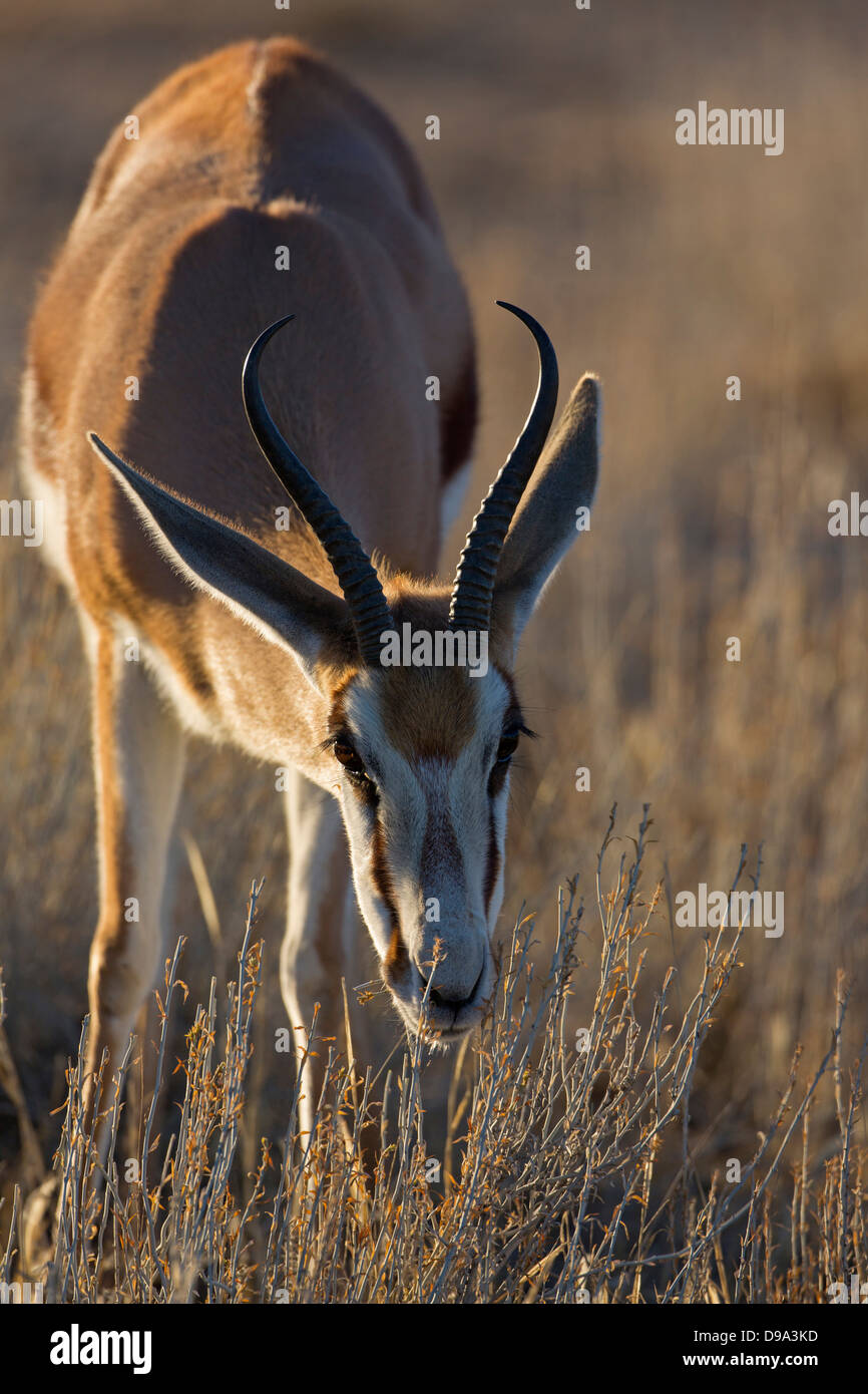 Springbock, springbok, Antidorcas marsupialis Banque D'Images