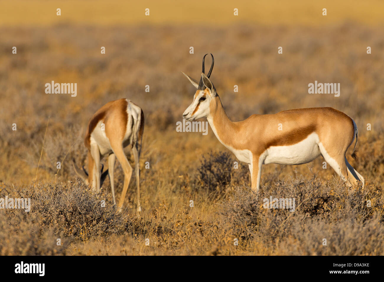 Springbock, springbok, Antidorcas marsupialis Banque D'Images