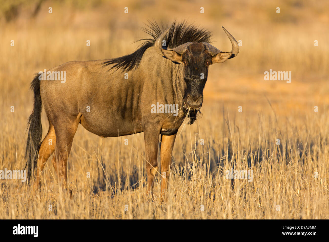 Connochaetes taurinus, Gnou bleu, gnou commun, Streifengnu Banque D'Images