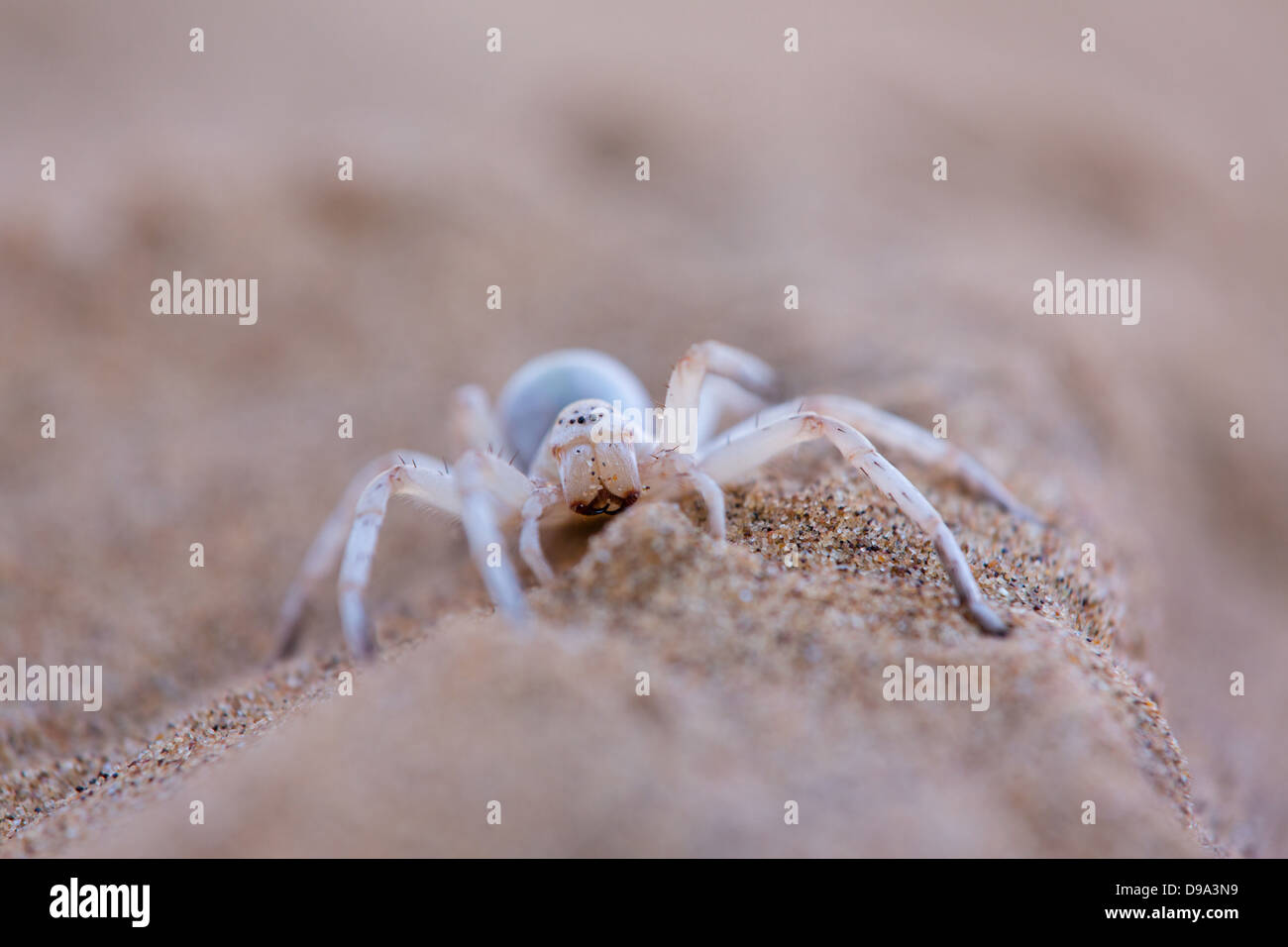 Leucorchestris arenicola, Dancing Lady White Spider, Afrique du Sud Banque D'Images