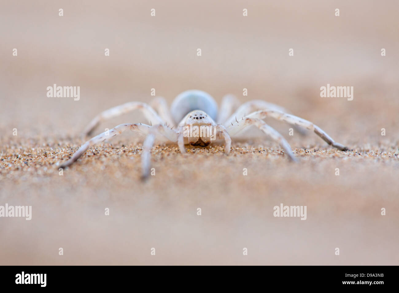 Leucorchestris arenicola, Dancing Lady White Spider, Afrique du Sud Banque D'Images