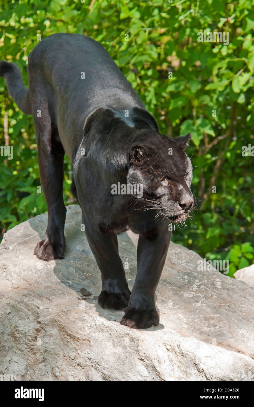 Panthère noire, Black leopard Banque D'Images