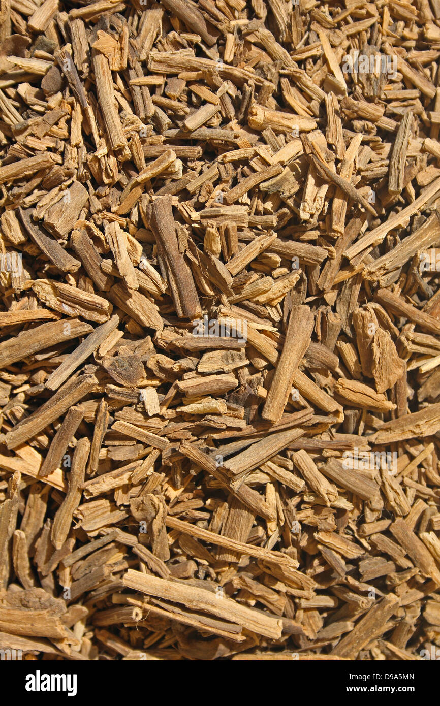Palo Santo Tree d'encens Banque D'Images