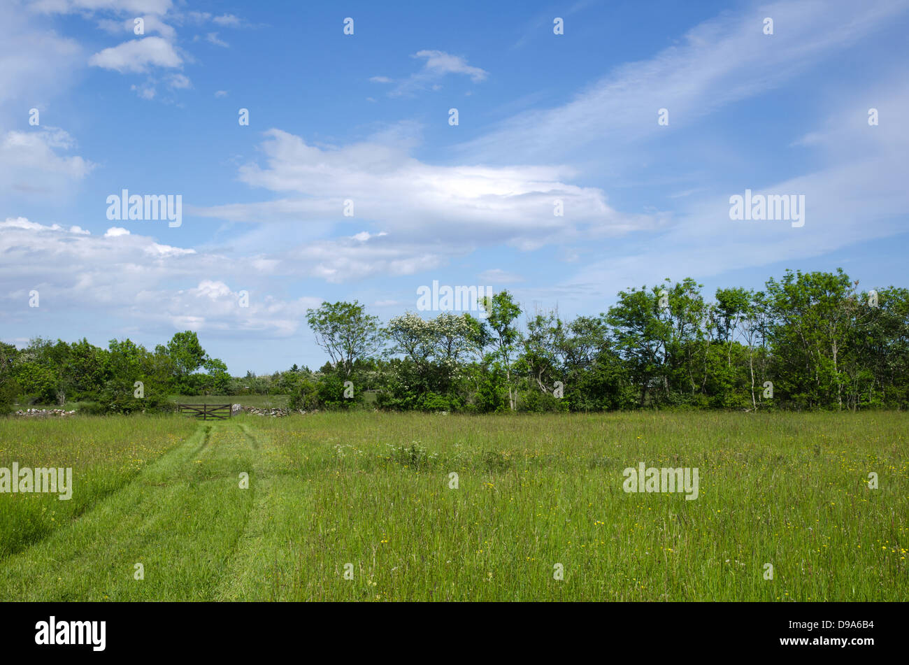 En chemin vers l'herbe verte une vieille barrière en bois dans un paysage rural. À partir de l'île suédoise Oland. Banque D'Images