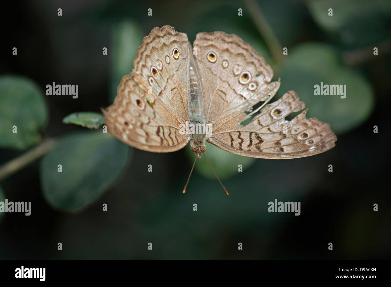 Junonia Atlites Pansy gris de la rue Papillon, Inde Banque D'Images