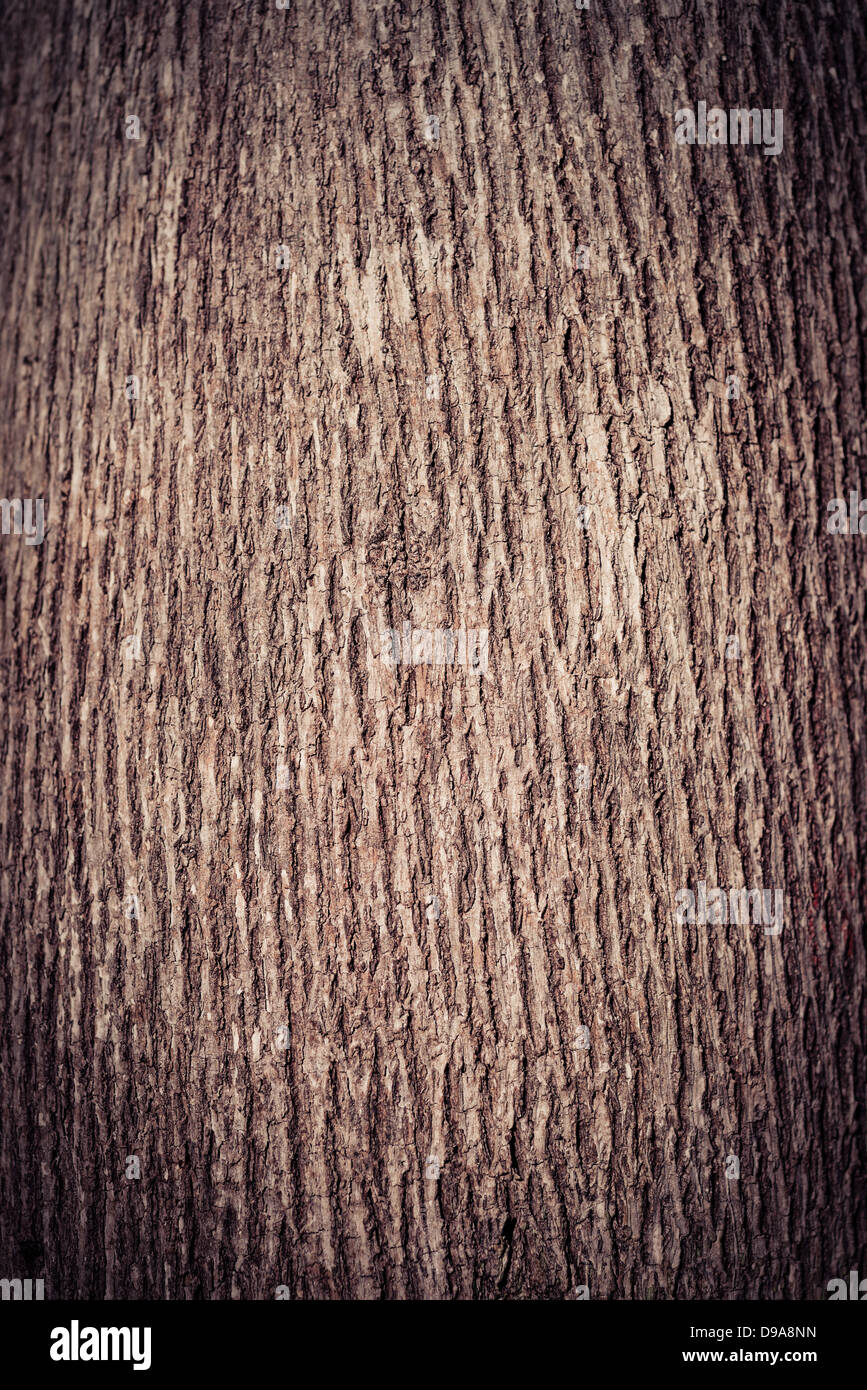 Haute résolution plein cadre gros plans de l'écorce des arbres pour les fonds et textures. Banque D'Images
