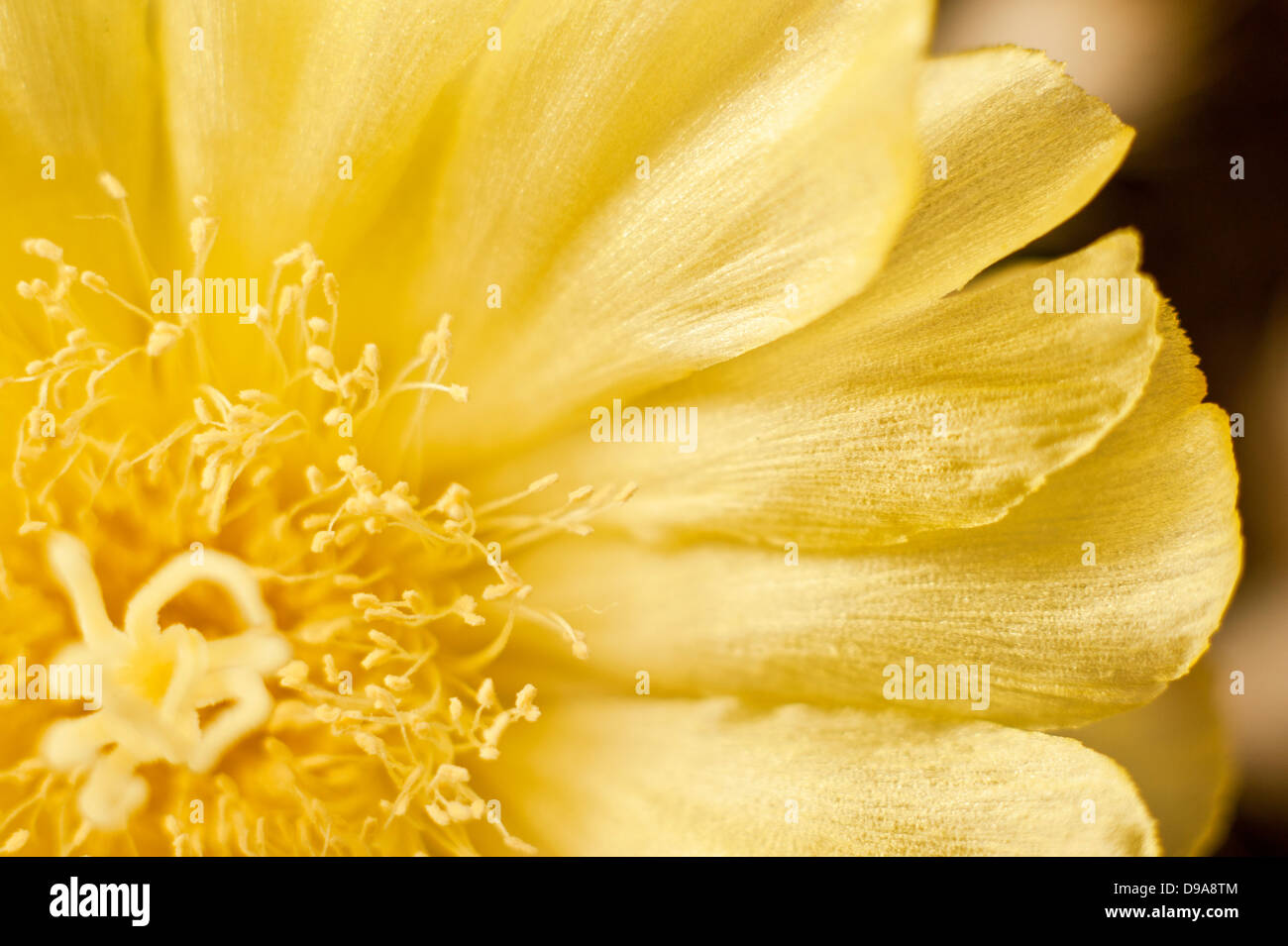 Cactus Jaune Coeur De Fleur En Gros Plan Avec La Capsule Et