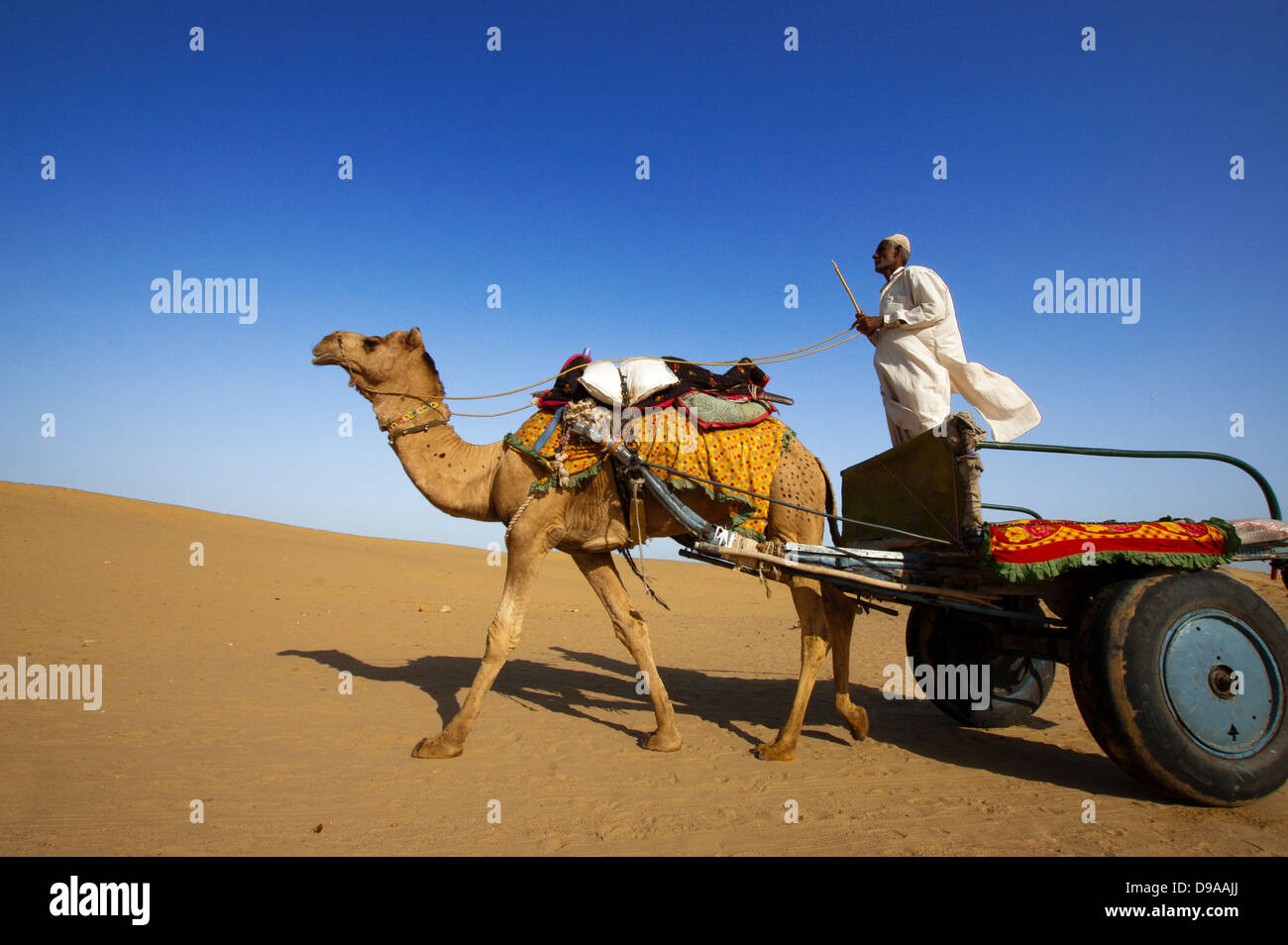 L'équitation de chameau à la Dune de sable de Sam à Jaisalmer, Inde Banque D'Images