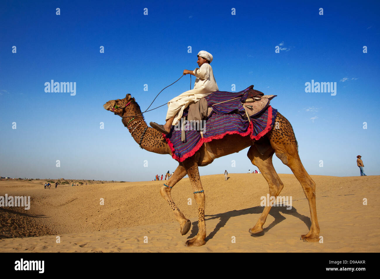 Chamelier à la Dune de sable de Sam à Jaisalmer, Inde. Banque D'Images