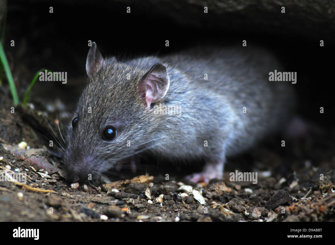 rat brun Banque D'Images