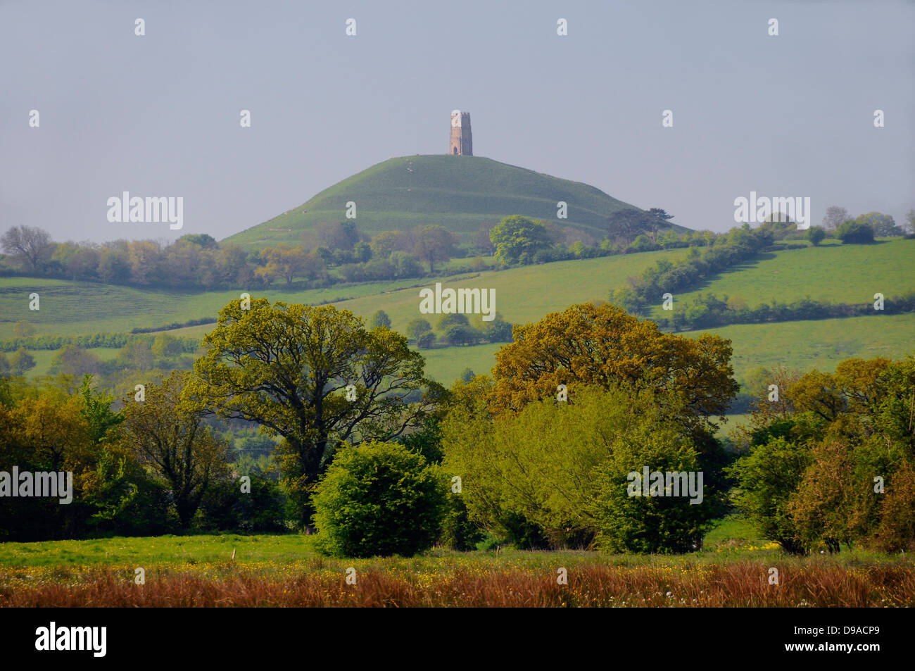 Avis de Tor de Glastonbury, Somerset, lumière du matin, avec le colza en premier plan Banque D'Images