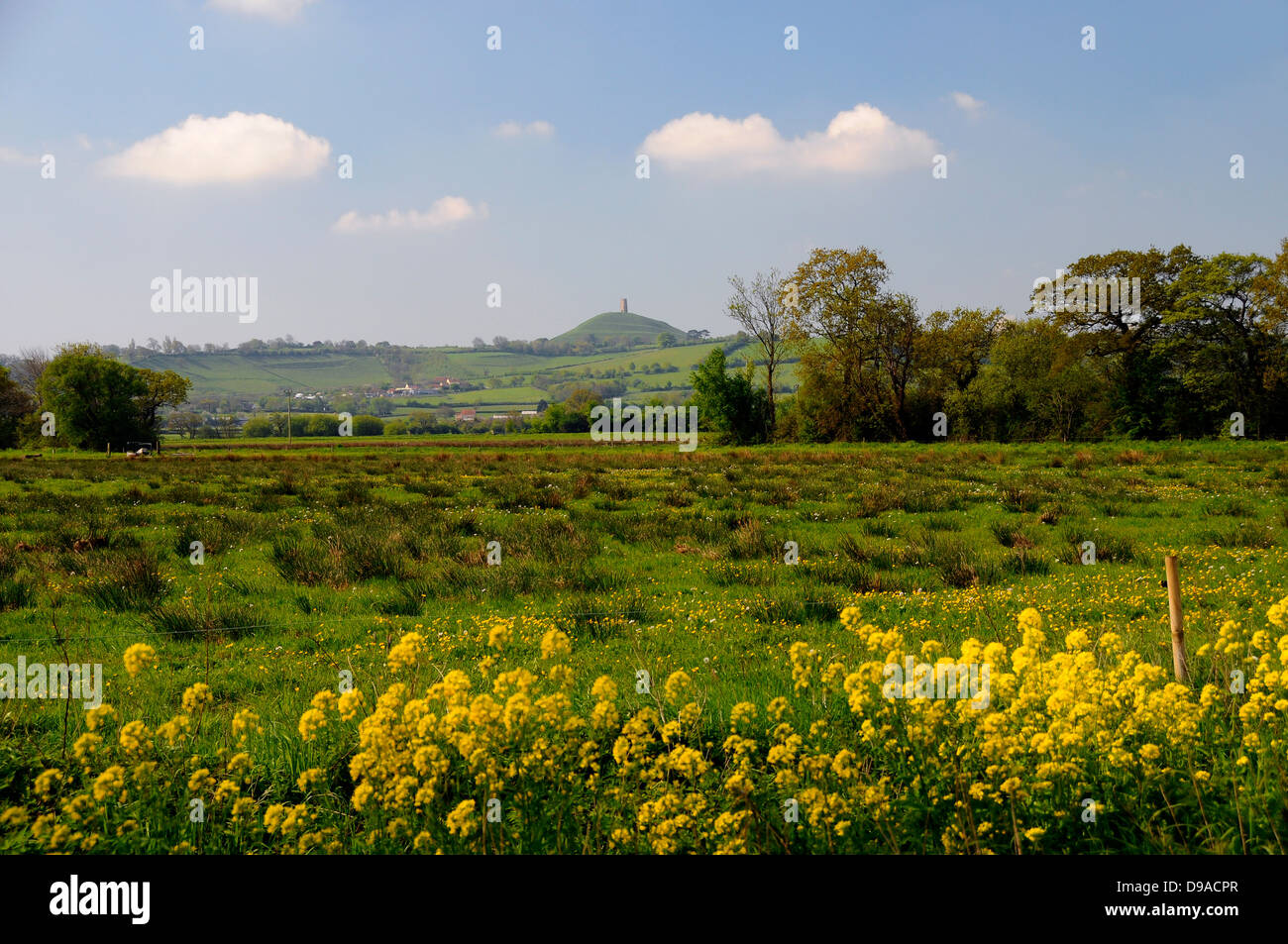 Avis de Tor de Glastonbury, Somerset, lumière du matin, avec le colza en premier plan Banque D'Images