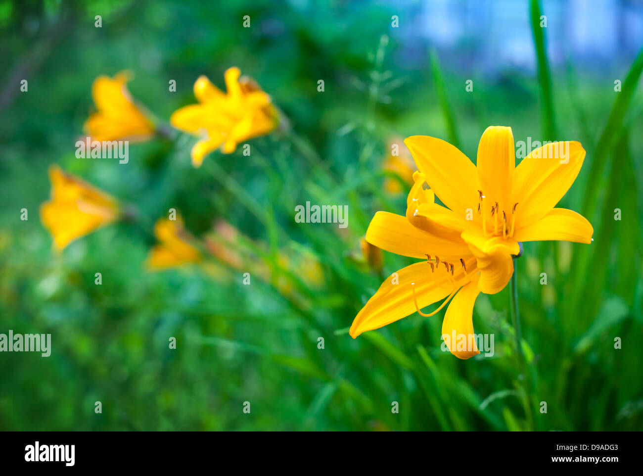 Hemerocallis lilioasphodelus. Fleurs de lis jaune lumineux en jardin d'été Banque D'Images