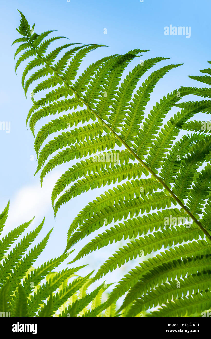 Macro photo de feuille de fougère verte fraîche au-dessus de ciel bleu Banque D'Images