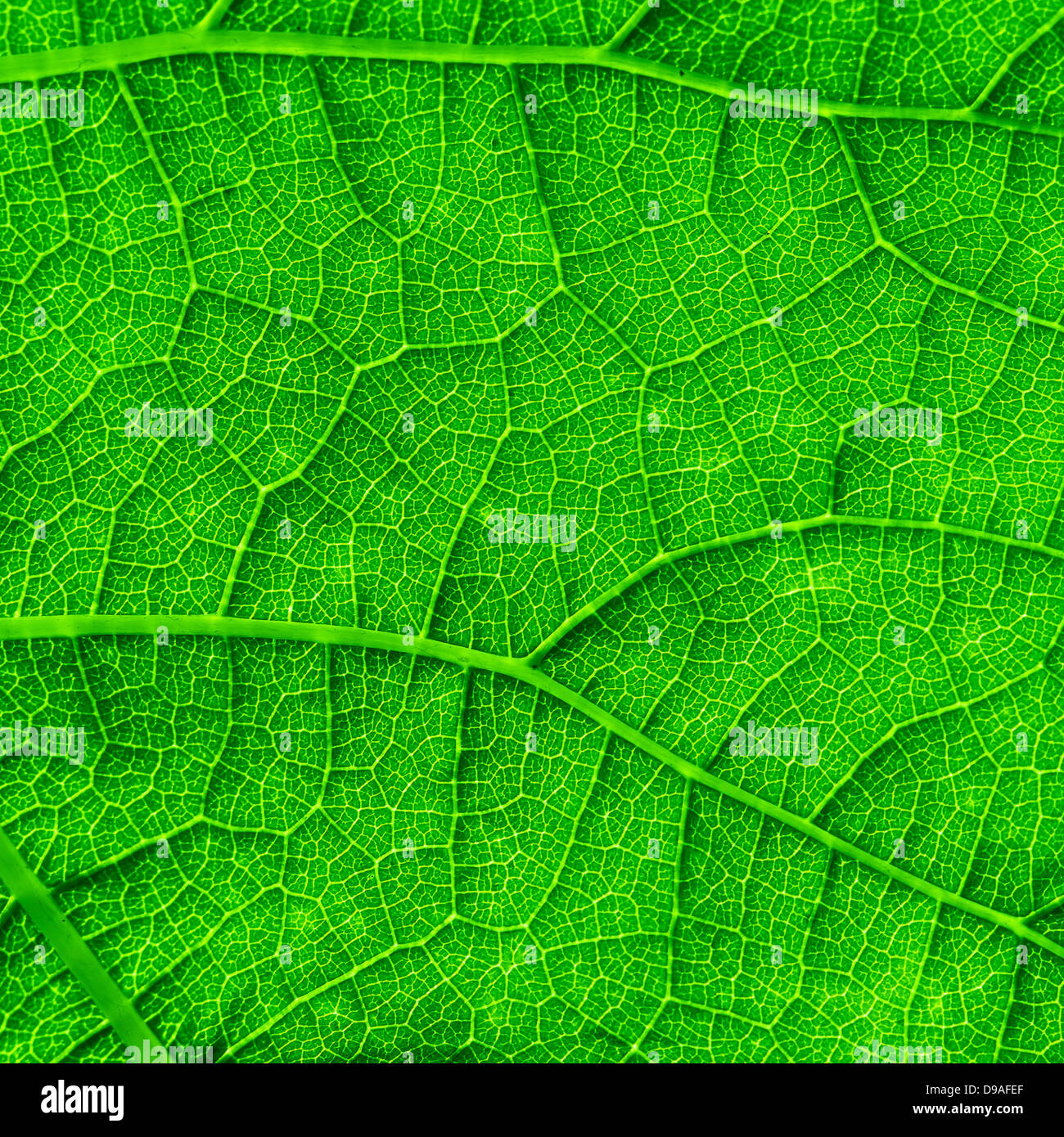 Green leaf texture vibrante close-up Banque D'Images