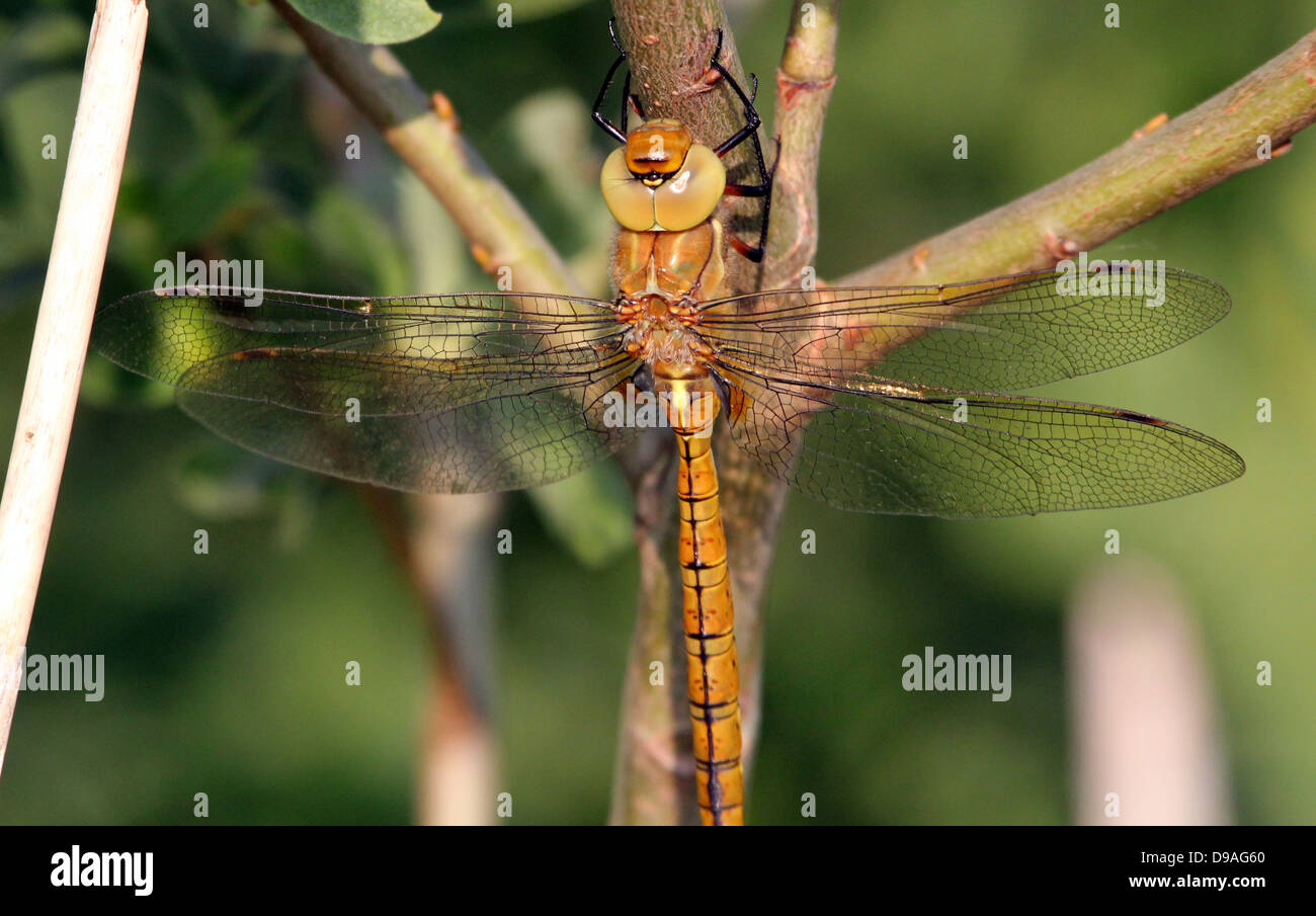 Macro détaillée d'un Hawker aux yeux verts, alias Hawker Aeshna isoceles (Norfolk) - (22 images au total) Banque D'Images