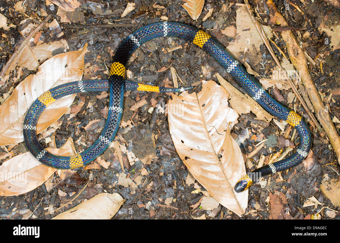 Hemprich's Coral Snake (Micrurus hemprichii ortoni). Un serpent venimeux de l'Amazone Banque D'Images