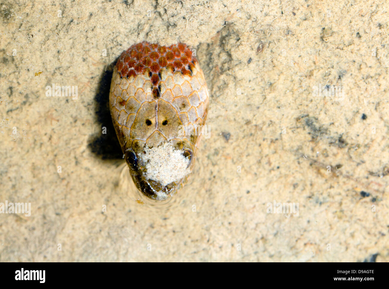 Couleuvre d'Amérique du Sud (Helicops angulatus) enfouie dans la boue de la forêt tropicale intérieure, Equateur Banque D'Images