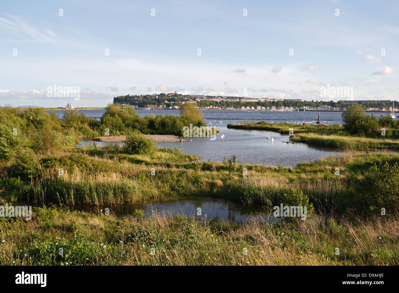 Réserve naturelle des terres humides de Cardiff Bay, pays de Galles, Royaume-Uni, point chaud de la biodiversité, habitat faunique terrestre récupéré Banque D'Images