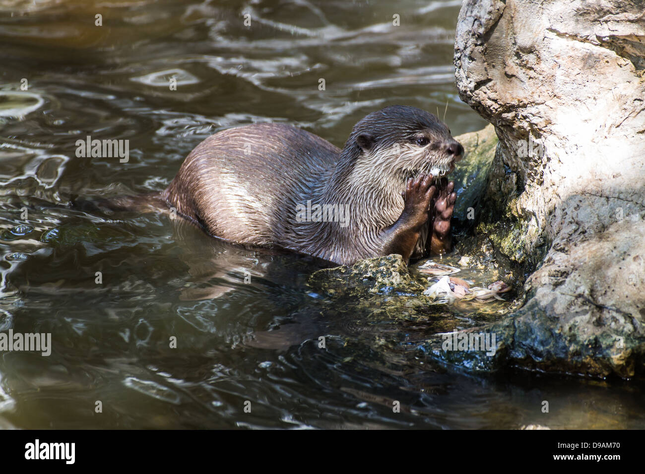 Dans l'alimentation de la loutre Zoo de Chiangmai , Thaïlande Banque D'Images